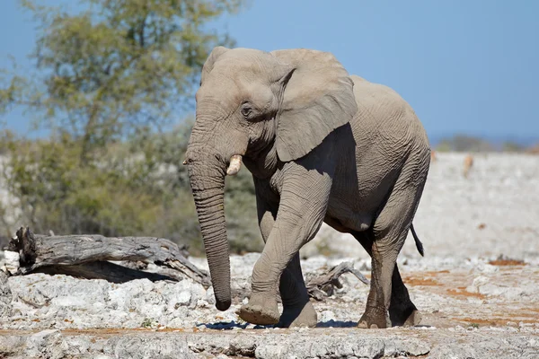 Elefante toro africano — Foto Stock