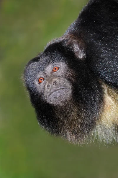 Retrato de macaco uivo preto — Fotografia de Stock