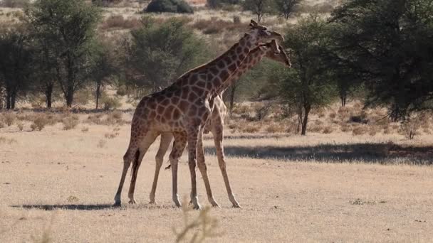 Zürafa boğa mücadele — Stok video