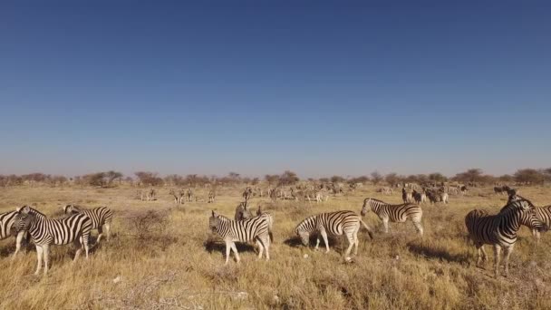 Slätterna zebra besättning - Etosha — Stockvideo