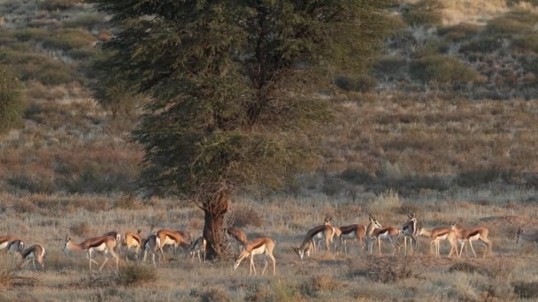 Mandria di antilopi Springbok — Video Stock