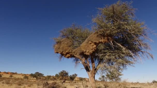 Albero con nido di tessitori socievoli — Video Stock