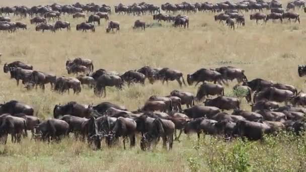 Wildebeest migration - Masai Mara — Stock Video