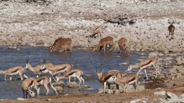 Springbok ve Impala antilop - etkin