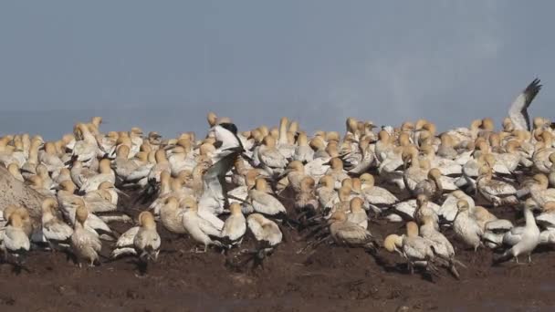 海角 gannet 殖民地 — 图库视频影像