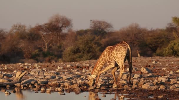 Zürafa su içiyor. — Stok video