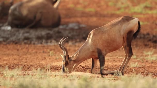 Red Hartebeest agua potable — Vídeo de stock