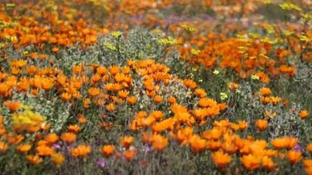 Wilde bloemen - Zuid-Afrika — Stockvideo