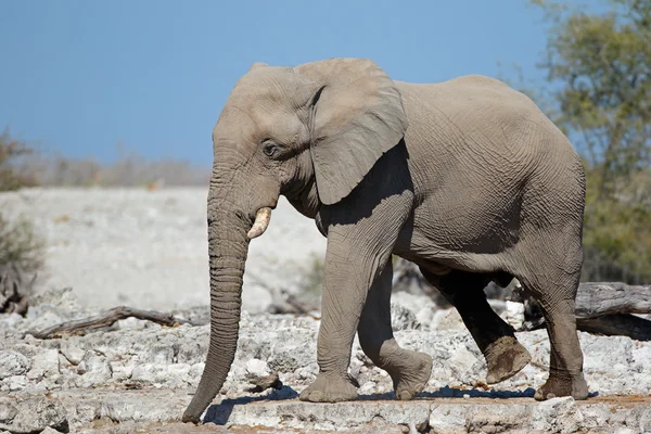 Afrikanska tjur elefant — Stockfoto