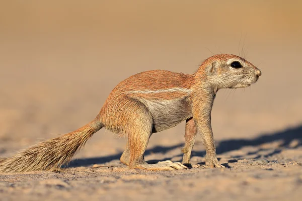 Alert ground squirrel — Stock Photo, Image