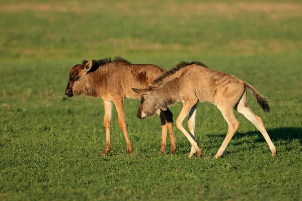 Blaue Gnus-Kälber — Stockfoto