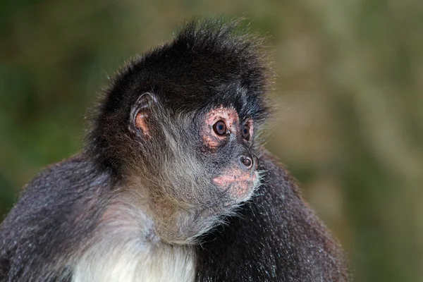 Pająka małpa portret — Zdjęcie stockowe