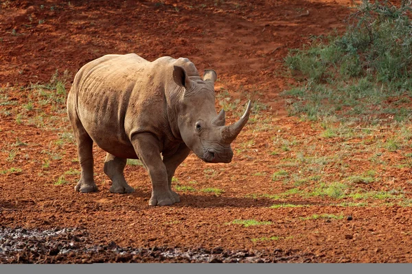 Rinoceronte blanco en hábitat natural —  Fotos de Stock
