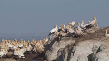 Cape gannet koloni 