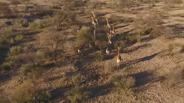 Vista aérea das girafas — Vídeo de Stock