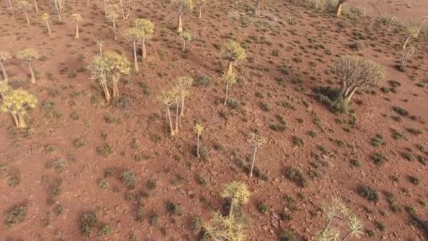 Vista aérea de árvores de aljava — Vídeo de Stock