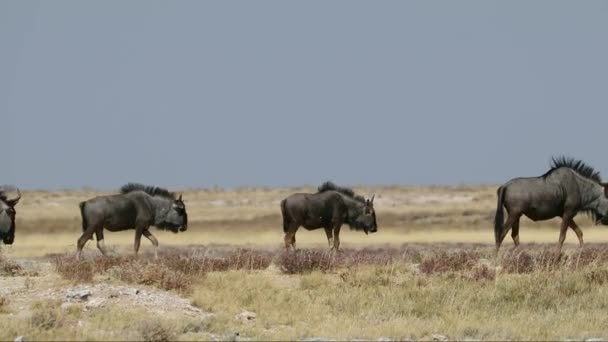 Blue wildebeest in shimmering heat wave — Stock Video