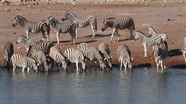 Plains Zebra's drinking water — Stockvideo