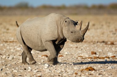 Black rhinoceros in natural habitat clipart