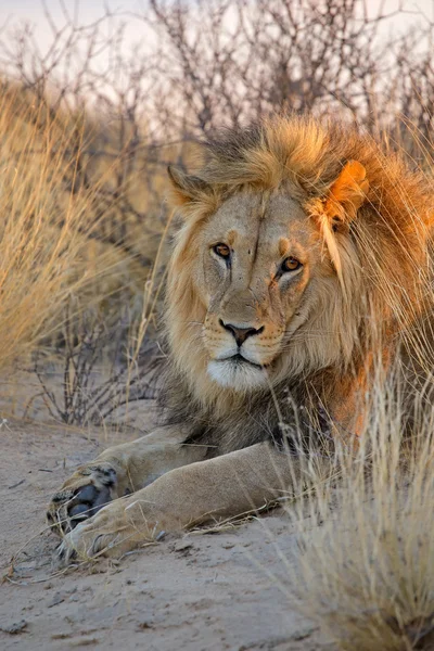 Büyük erkek Afrika aslanı — Stok fotoğraf