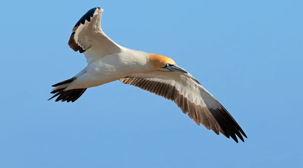 Cape gannet in flight — Stock Photo, Image