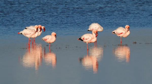 Greater flamingos in water — Stock Photo, Image