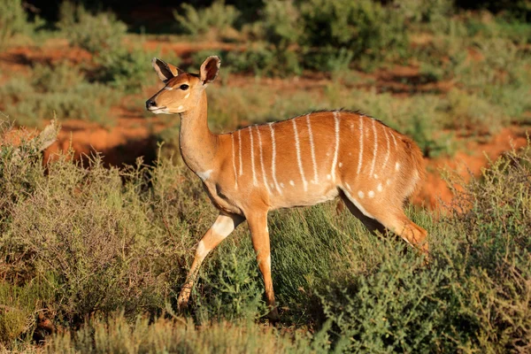 Nyala antilop i naturliga livsmiljö — Stockfoto