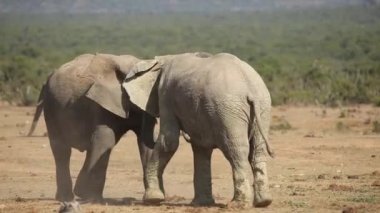 Afrika filleri mücadele