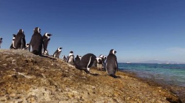 Kıyı buzlu Afrika penguenler