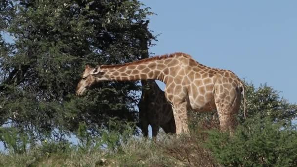 La jirafa se alimenta de un árbol — Vídeos de Stock