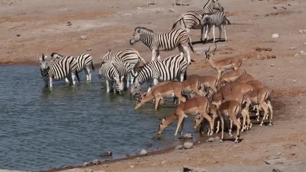 Cebras y antílopes de impala en un pozo de agua — Vídeo de stock