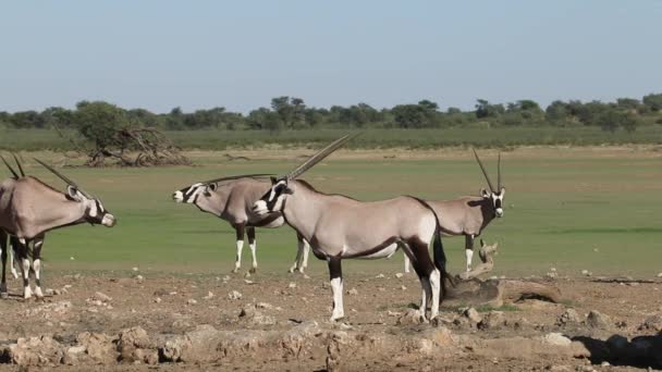 Antílopes Gemsbok en hábitat natural — Vídeos de Stock