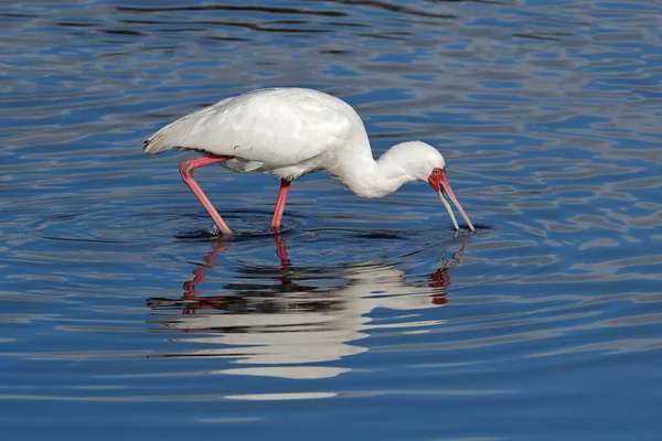 Cuillère africaine en eau peu profonde — Photo