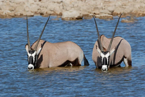 Přímorožec antilopy brodění — Stock fotografie