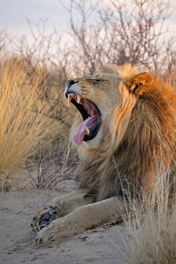 カラハリ砂漠のライオン写真素材 ロイヤリティフリーカラハリ砂漠のライオン画像 Depositphotos