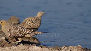 Bir ziyarette200 bağırtlak