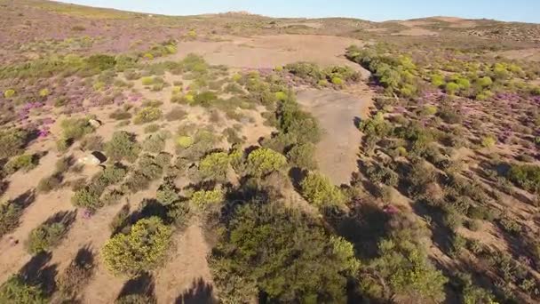 Вид с воздуха на дикие цветы - Южная Африка — стоковое видео