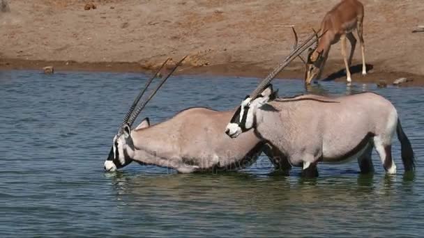 Gemsbok antilopen drinkwater — Stockvideo