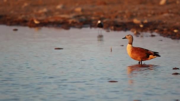 South African shelduck — Stock Video