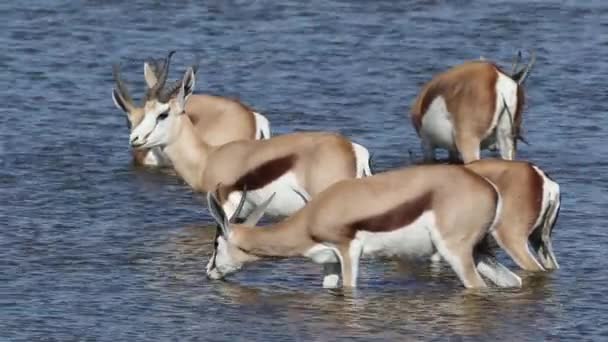 Antilopi Springbok acqua potabile — Video Stock