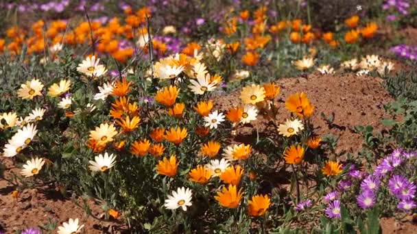 Vilda blommor - Sydafrika — Stockvideo