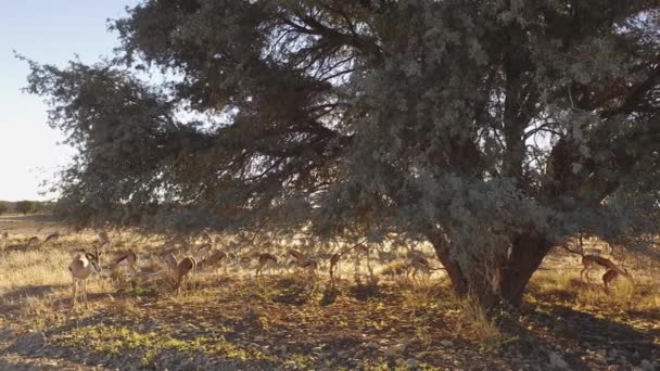 Springbok antelopes in late afternoon light — Stock Video