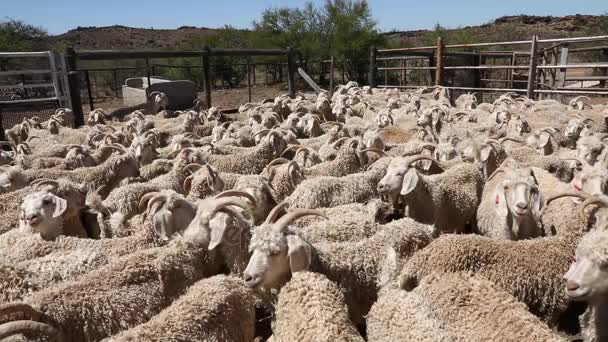 Angora getter i en paddock — Stockvideo