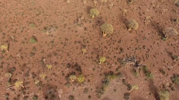 Aerial view of quiver trees — Stock Video