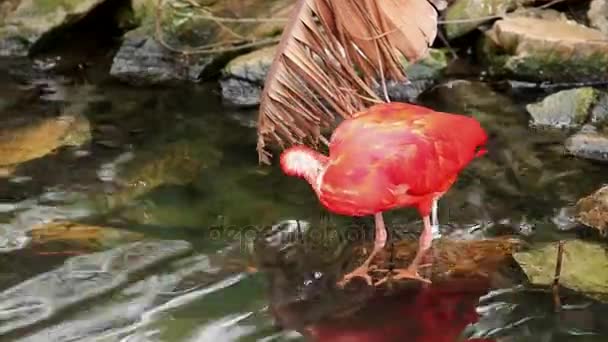 Rode Ibis op een vijver — Stockvideo