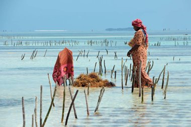 Deniz yosunu tarım - Zanzibar