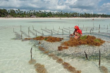 Seaweed farming - Zanzibar clipart