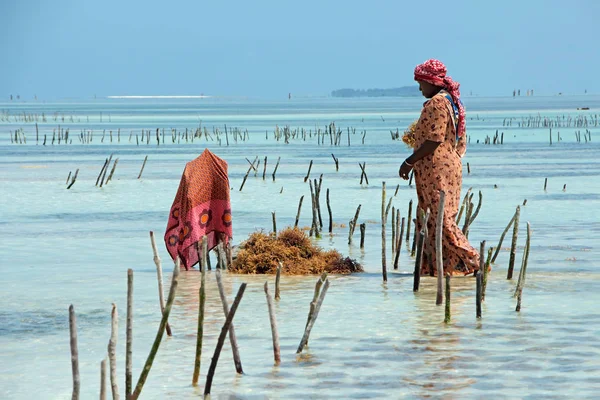 Seaweed farming - Zanzibar — Stock Photo, Image