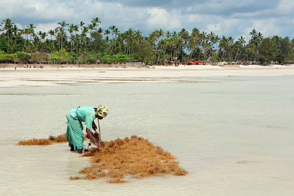 Seaweed farming - Zanzibar — Stock Photo, Image