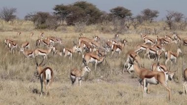Springbok antilop sürüsü